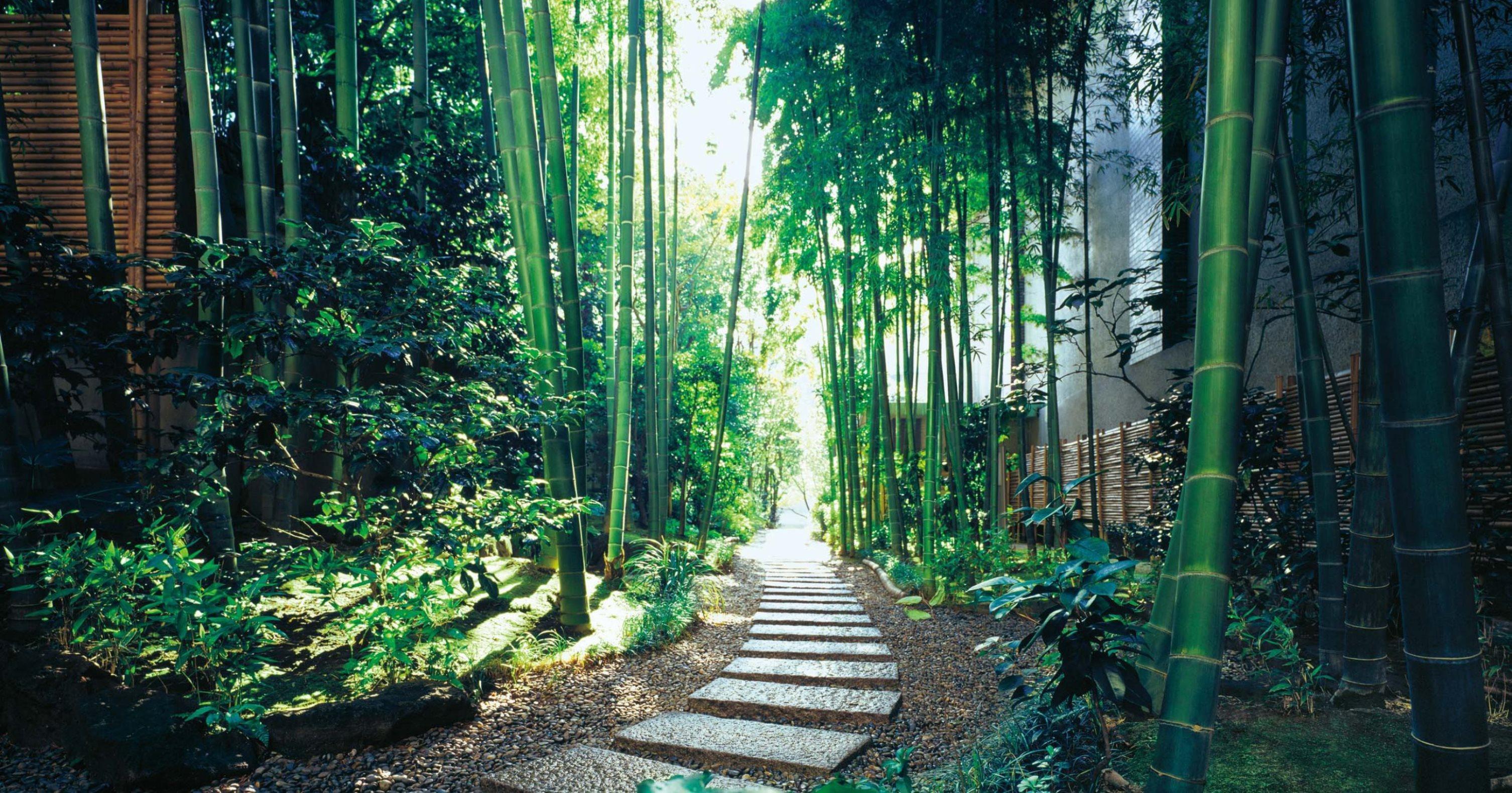 The Okura Tokyo Hotel Eksteriør billede Bamboo forest in Arashiyama, Kyoto, Japan
